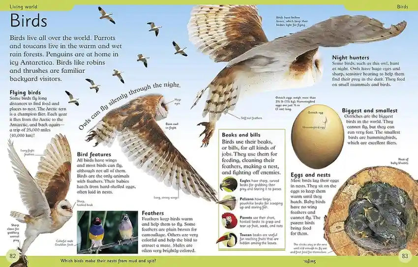 First Encyclopedia A reference guide for children