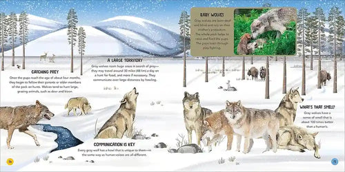 Animal Teams - How Amazing Animals Work Together in the Wild