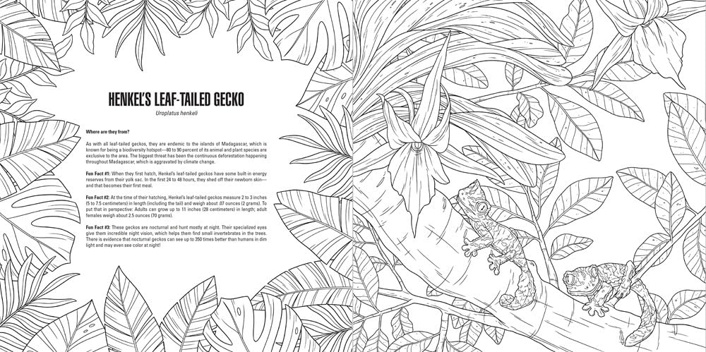 Coloring book page with line art of a leaf-tailed gecko and tropical leaves.