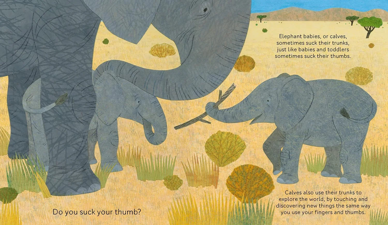Do Baby Elephants Suck Their Trunks?