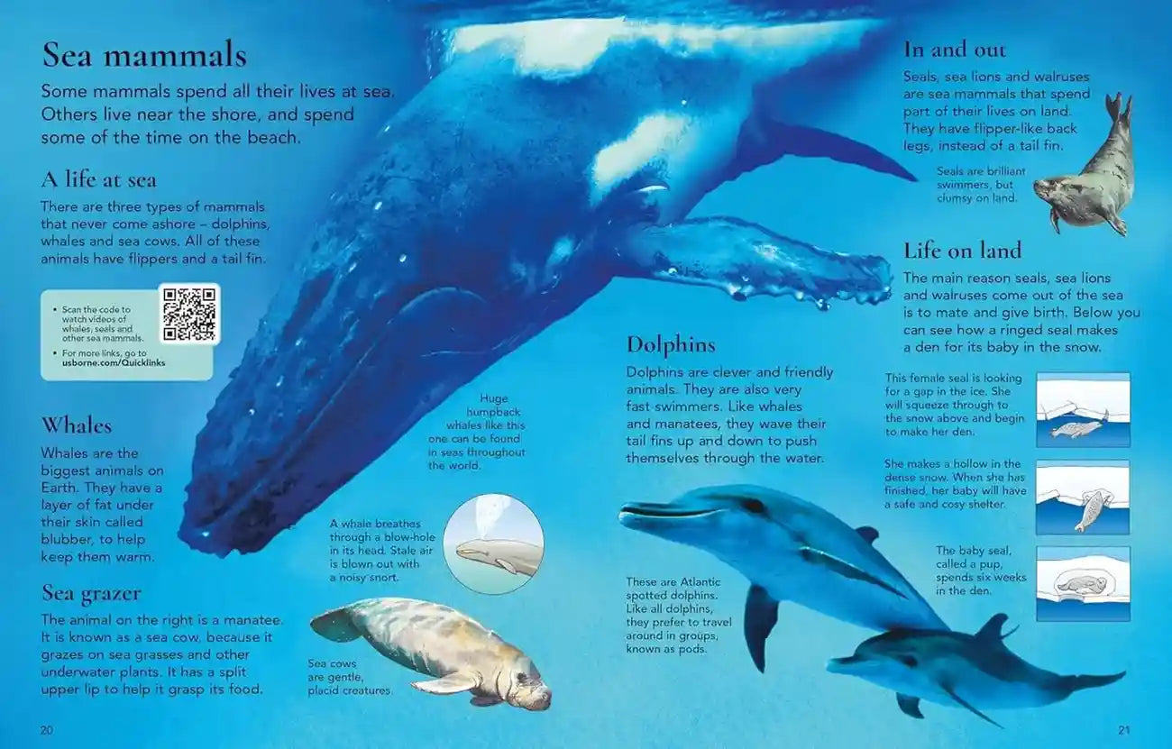 Educational page about sea mammals with images and text on a blue background