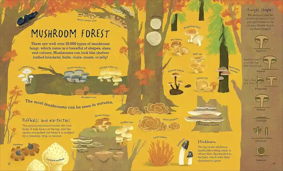 Illustration of a mushroom forest with various types of mushrooms and tree trunks.