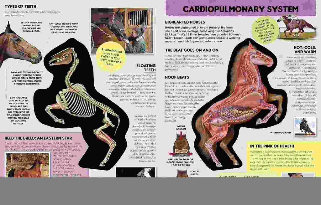 Inside Out HORSE - The Inside Story on the Animal That's Born to Run!