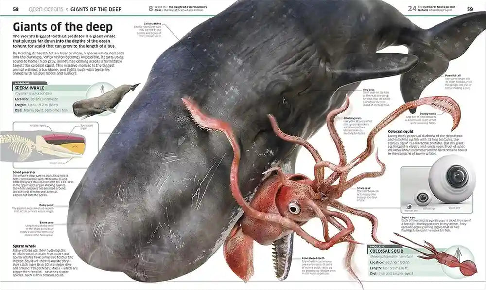 Illustration of a whale and an octopus with educational text and graphics on a magazine page.