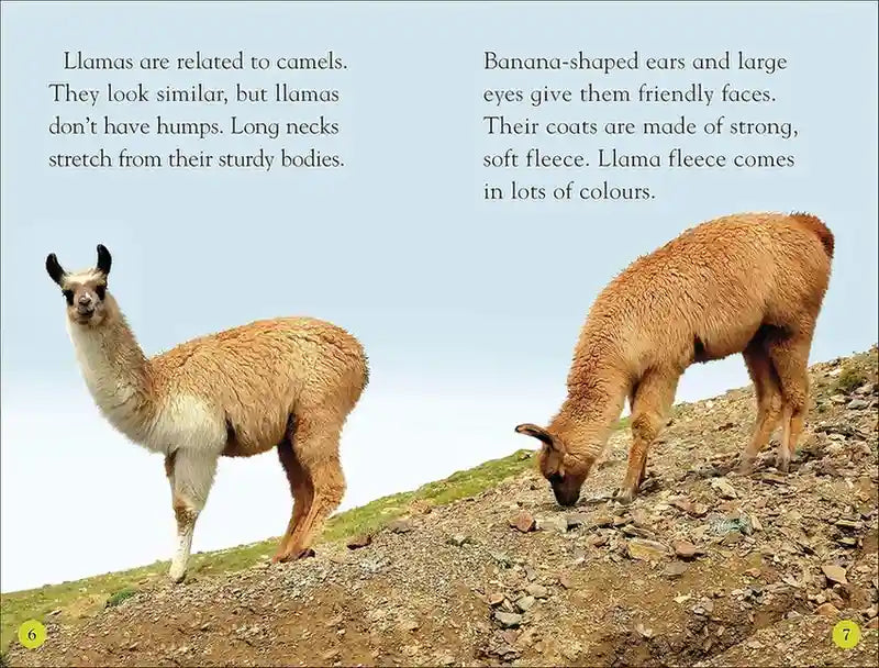 Llamas