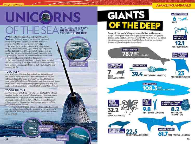 A two-page educational magazine spread featuring articles and illustrations about sea creatures, including a unicorn horn shark, giant squid, and deep-sea animals, with infographic-style diagrams and colorful headers.