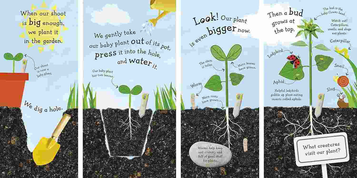 RHS I Can Grow A Sunflower (Life Cycle Board Books)