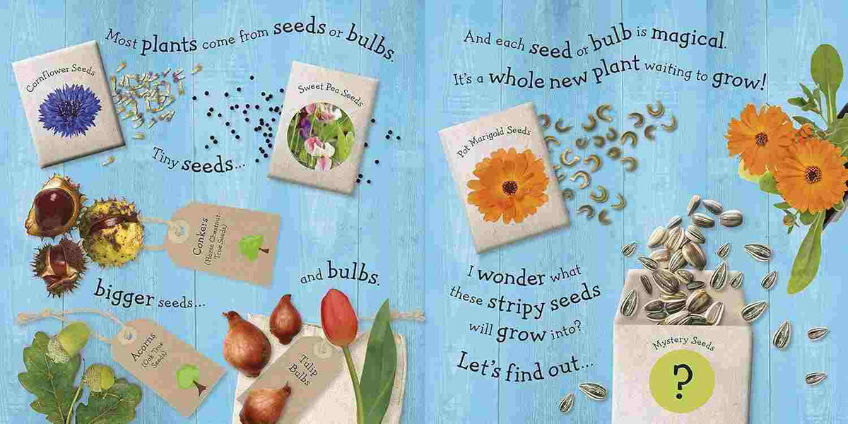 RHS I Can Grow A Sunflower (Life Cycle Board Books)