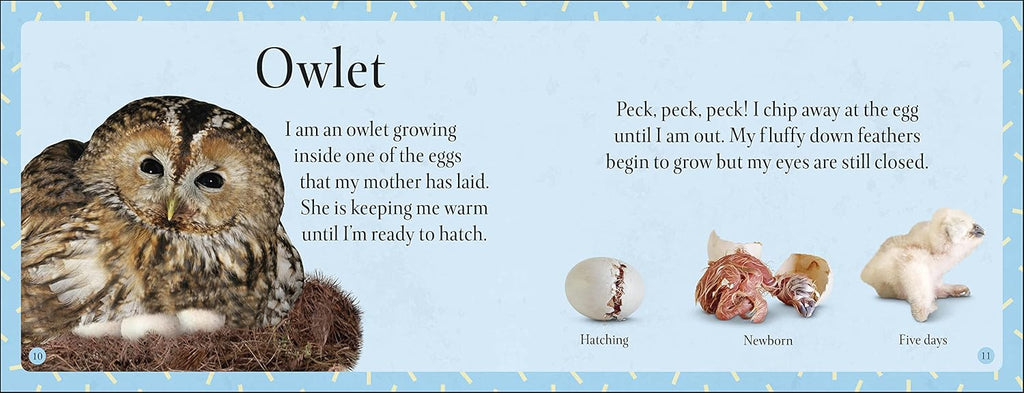 See How They Grow - Forest