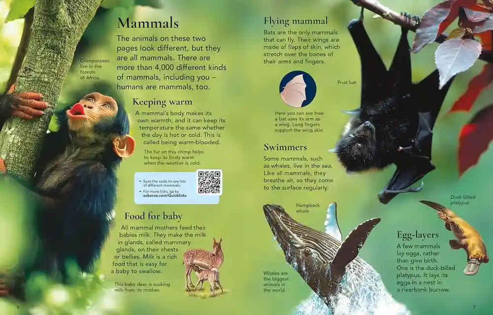 Educational page about mammals with images of a monkey, bat, whale, and alligator.