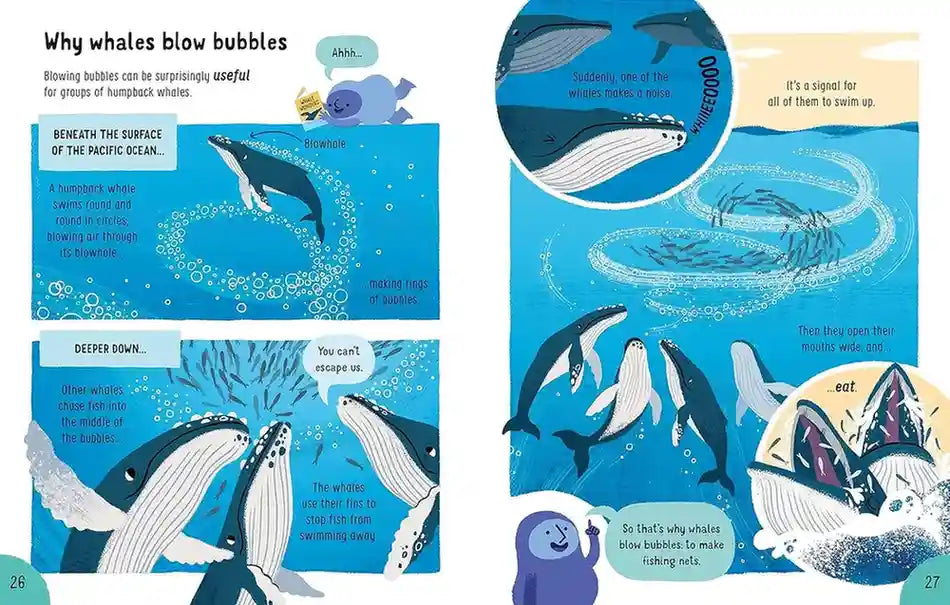 Educational illustration about whales blowing bubbles with text and whale illustrations.